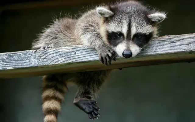 Raccoon Run game preview